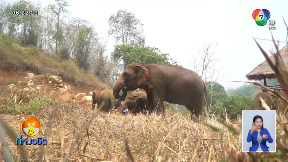 สมาคมสหพันธ์ช้างไทย ร่วมด้วยช่วย ช้าง ฝ่าวิกฤตโควิด-19 ขาดรายได้ ไม่มีอาหารเลี้ยง